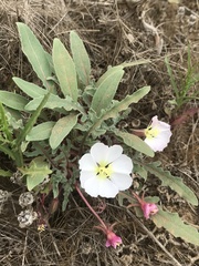 Oenothera wigginsii