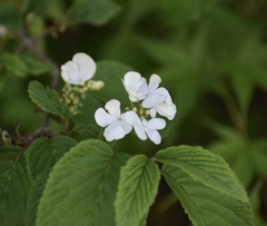 Viburnum plicatum