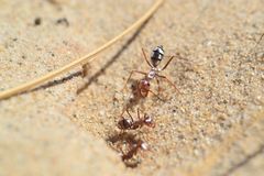 Cataglyphis bombycina