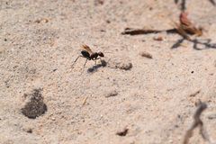 Cataglyphis savignyi