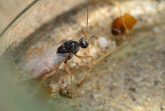 Cataglyphis bombycina
