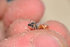 Cataglyphis bombycina