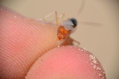 Cataglyphis bombycina