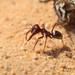 Saharan Silver Ant - Photo no rights reserved, uploaded by Philipp Hoenle