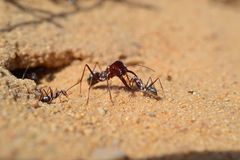 Cataglyphis bombycina