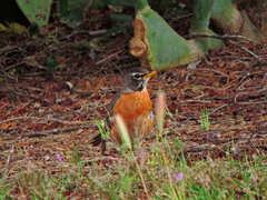 Turdus migratorius