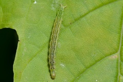 Ypsolopha parenthesella