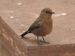 Oenanthe fusca
