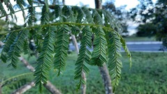 Jacaranda brasiliana