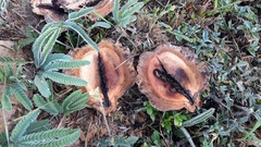 Jacaranda brasiliana
