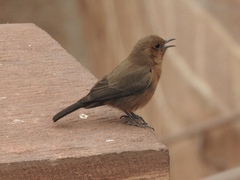 Oenanthe fusca