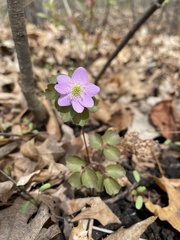 Thalictrum thalictroides