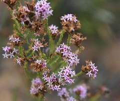 Stoebe rugulosa