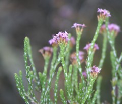 Stoebe rugulosa