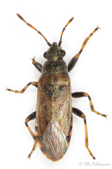 Heterogaster artemisiae