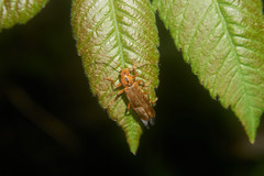 Lycocerus vitellinus