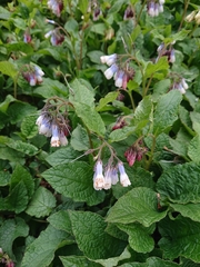Symphytum