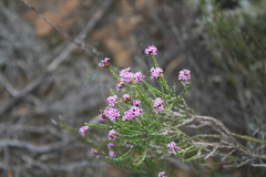 Stoebe rugulosa
