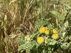 Tanacetum bipinnatum
