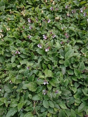 Symphytum