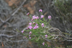 Stoebe rugulosa