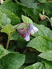 Symphytum
