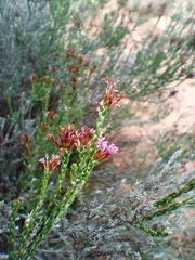 Stoebe rugulosa