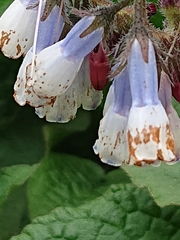 Symphytum