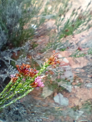 Stoebe rugulosa