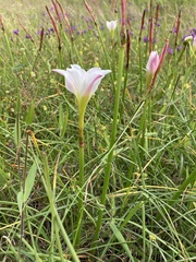 Zephyranthes simpsonii