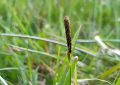 Carex tomentosa