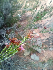 Stoebe rugulosa