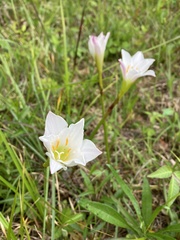 Zephyranthes simpsonii