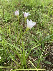 Zephyranthes simpsonii