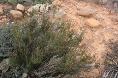 Stoebe rugulosa