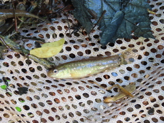 Umbra pygmaea