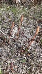 Equisetum arvense image