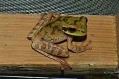 Smilisca cyanosticta