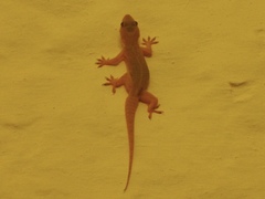 Hemidactylus flaviviridis