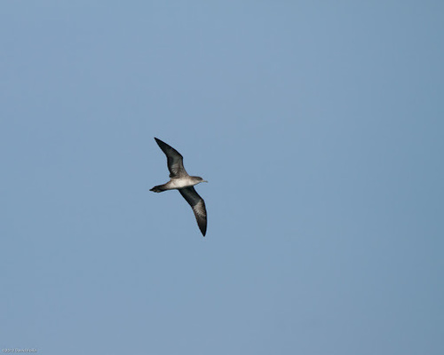 Wedge-tailed Shearwater