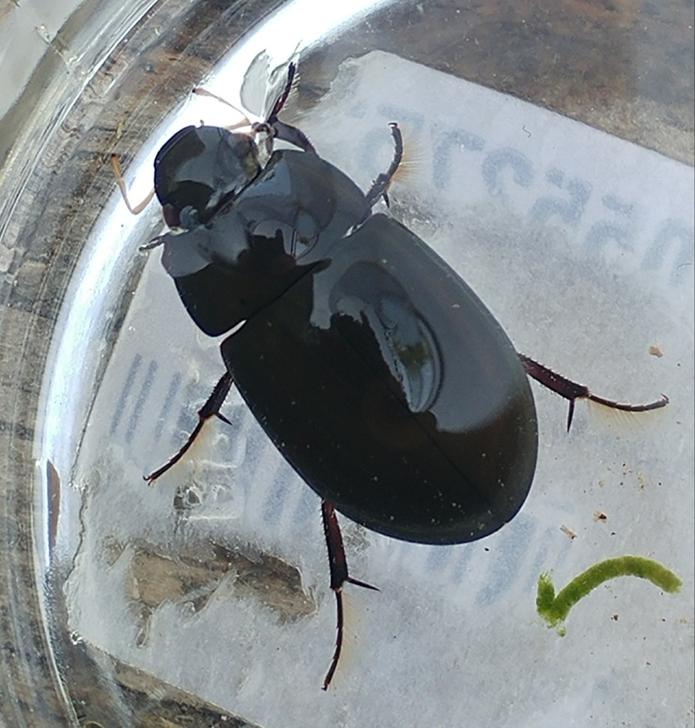 Hydrochara dichroma