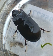 Hydrochara dichroma