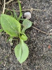 Plantago major