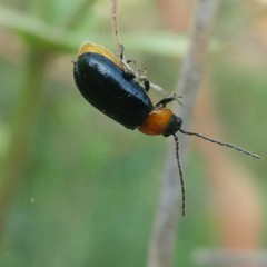 Exosoma thoracicum