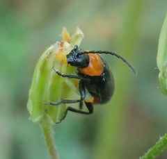 Exosoma thoracicum