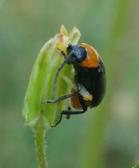 Exosoma thoracicum