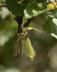 Schistocerca impleta