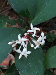 Ixora philippinensis