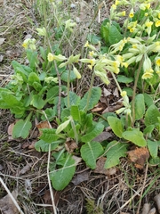 Primula elatior