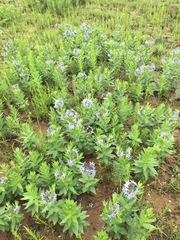 Amsonia ciliata texana